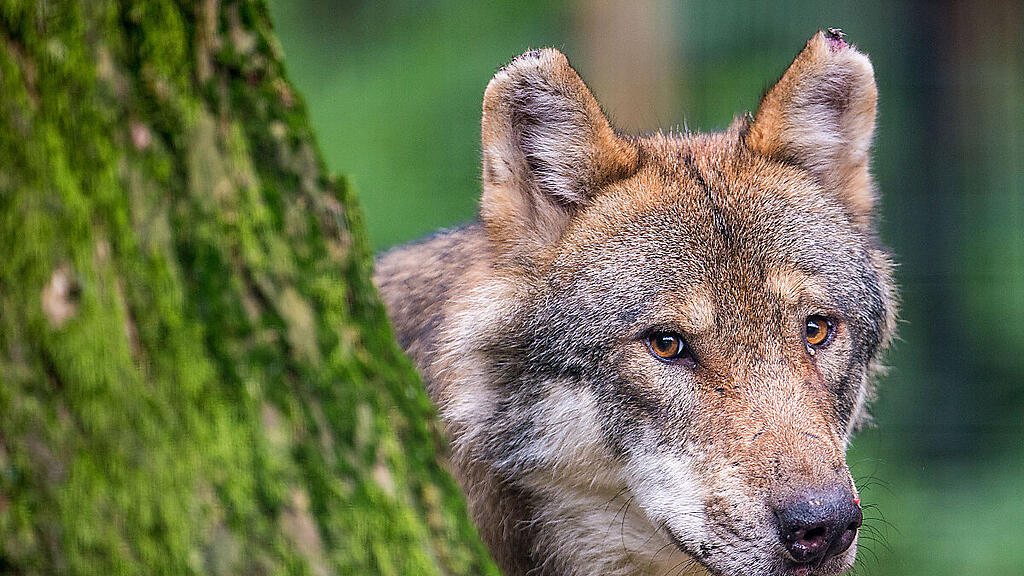 In Tirol wurde zum dritten Mal ein Problemwolf erlegt