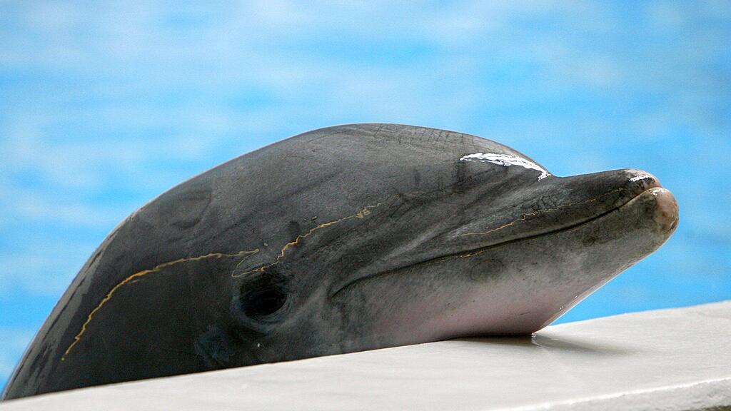 Dieser Delfin blickt über den Beckenrand des Nürnberger Tiergartens.
