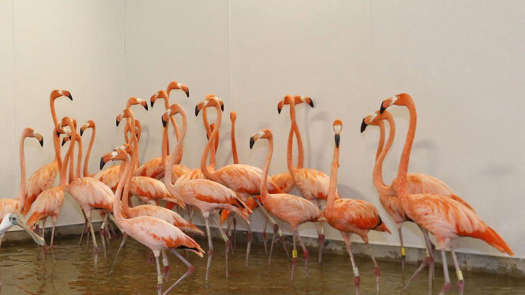"Irma": Tiere im Zoo Miami in Sicherheit gebracht