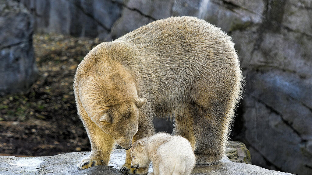 Eisbär, Wien, Schönnbrunn