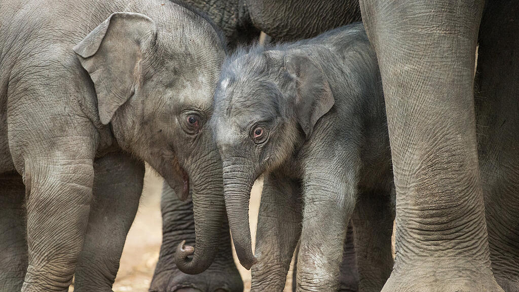 Elefant