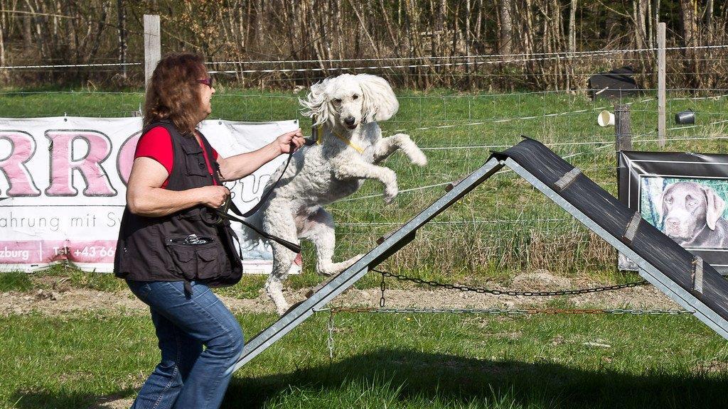 "Der gelbe Hund" in Nußdorf