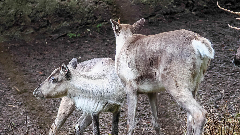 Waldrentiere Zoo Salzburg