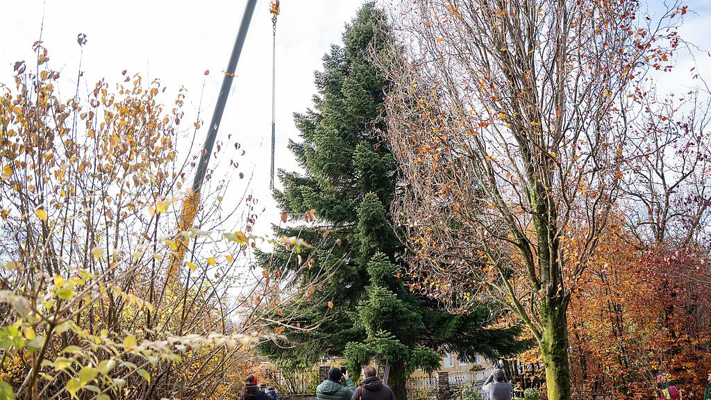 Christbaumernte in St. Jakob am Thurn