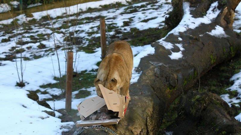 Weihnachten im Zoo