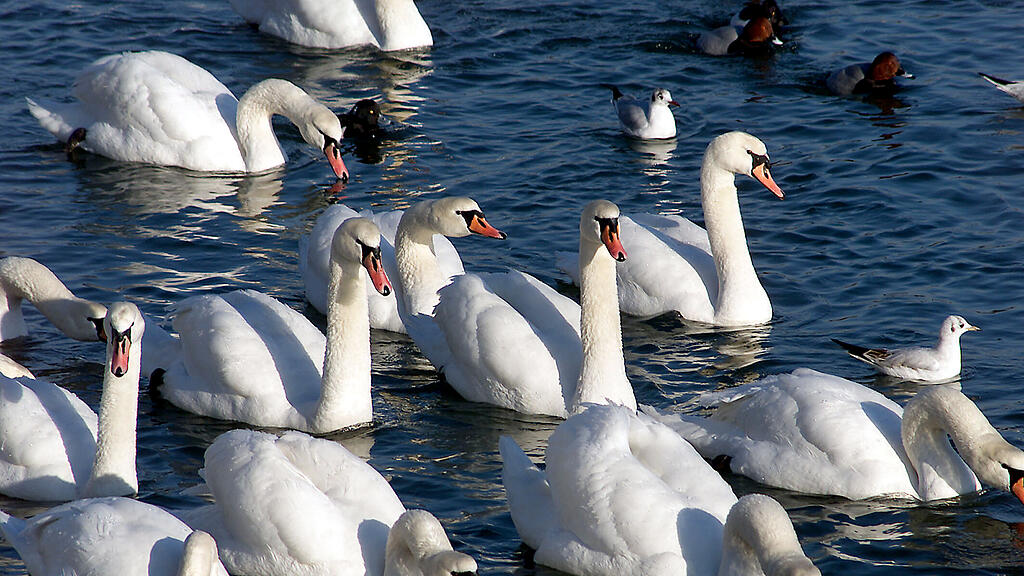 Vogelgrippe Schwäne