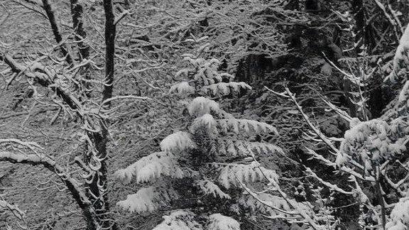 Winter in Ebenau