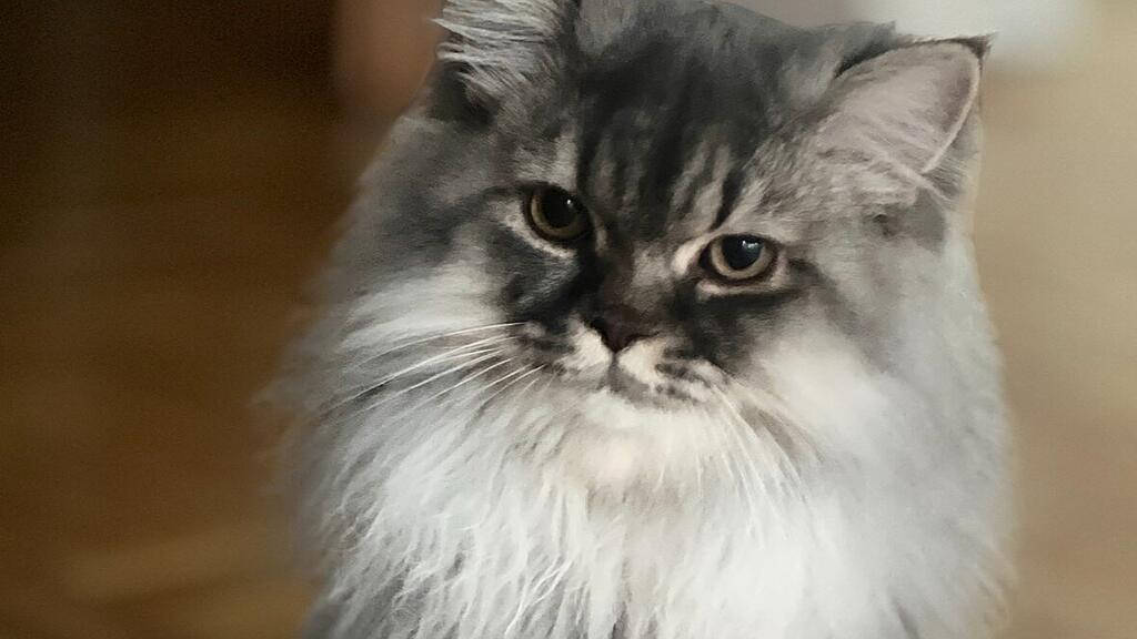 Weltkatzentag 2025