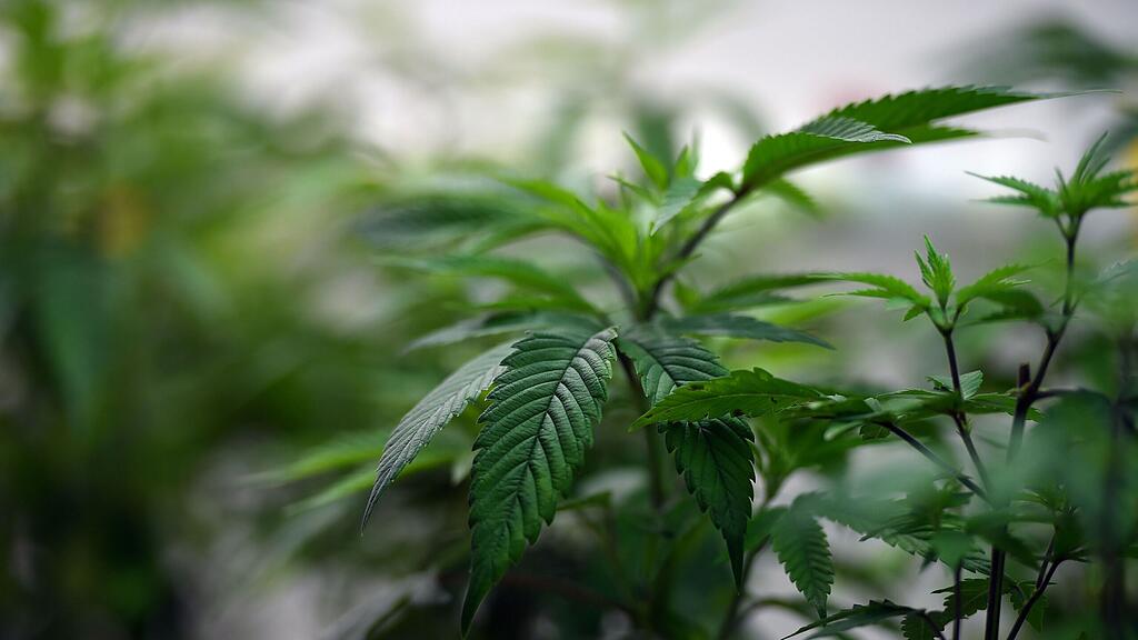 Der 23-Jährige führte Beamte zu einer Plantage bei ihm Zuhause. (Themenbild)