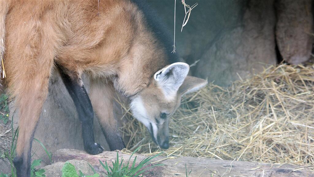 Mähnenwolf-Pärchen Zoo Salzburg