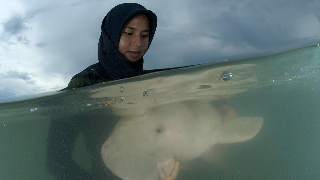 Dugong, Seekuh, Thailand, Mariam