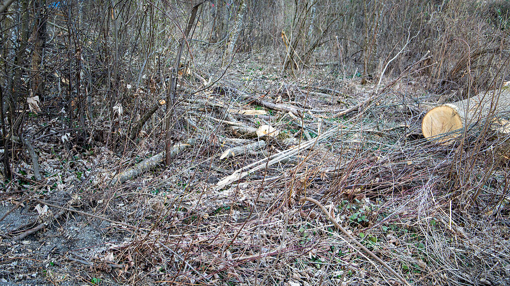 symb_Wald_Salzburg