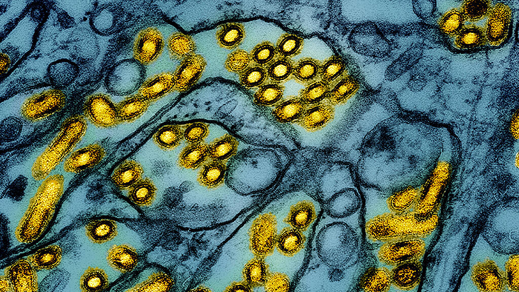 symb_vogelgrippe; symb_h5n1