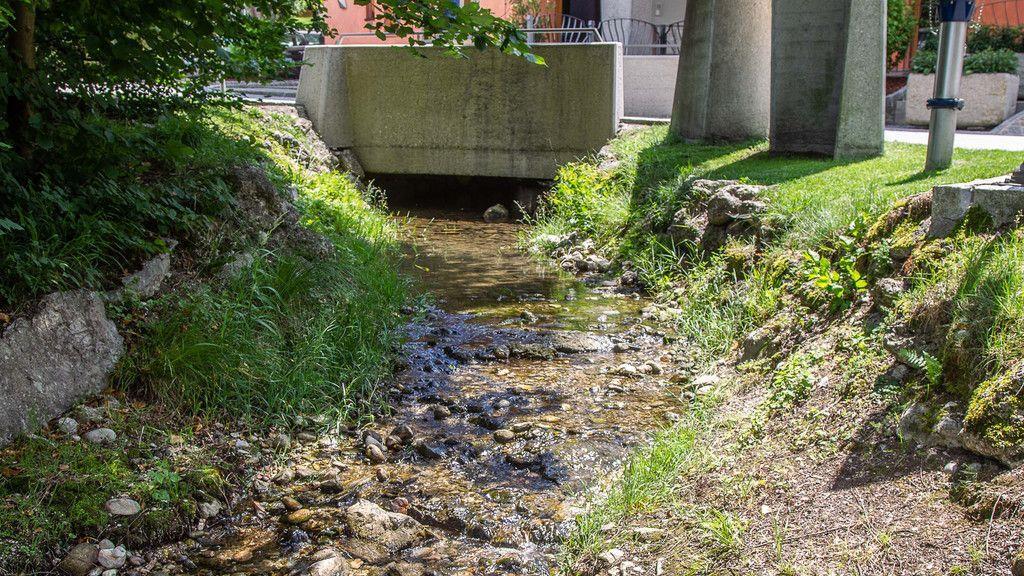 Verlandeter Weiher in St. Jakob am Thurn