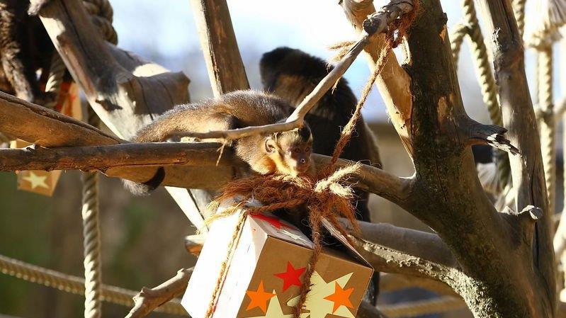 Warten aufs Christkind im Zoo, II