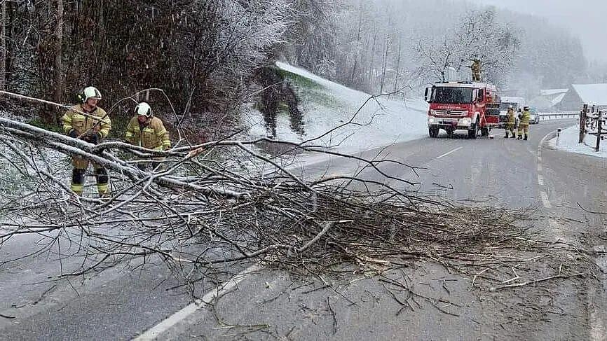 Umgestürzter Baum auf Plainfelder Straße in Thalgau