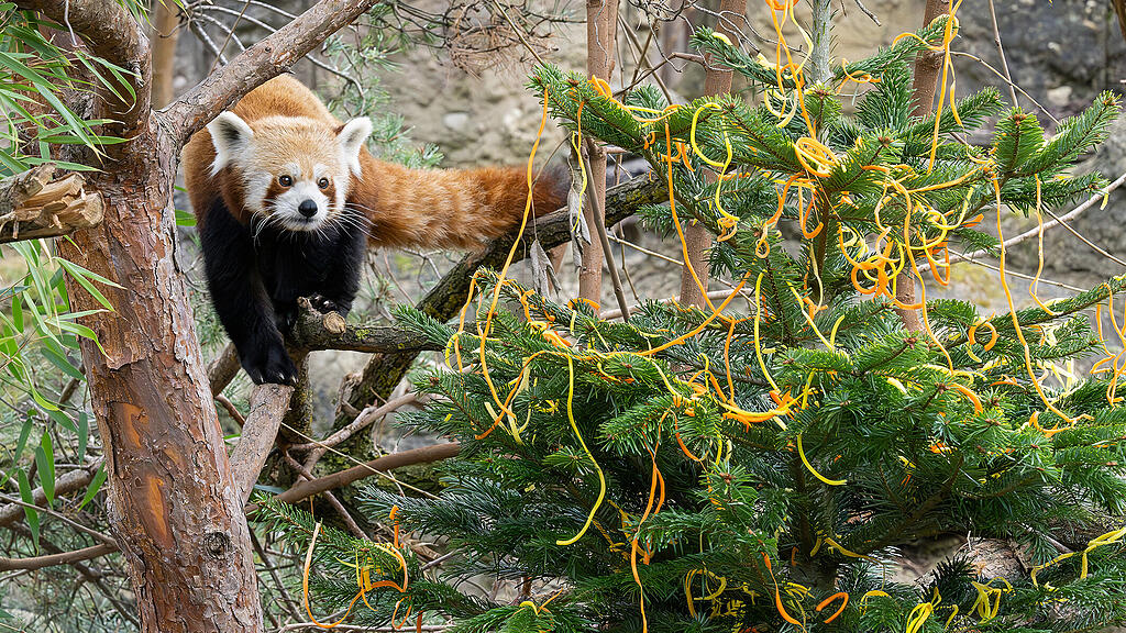 Panda Tiergarten Wien