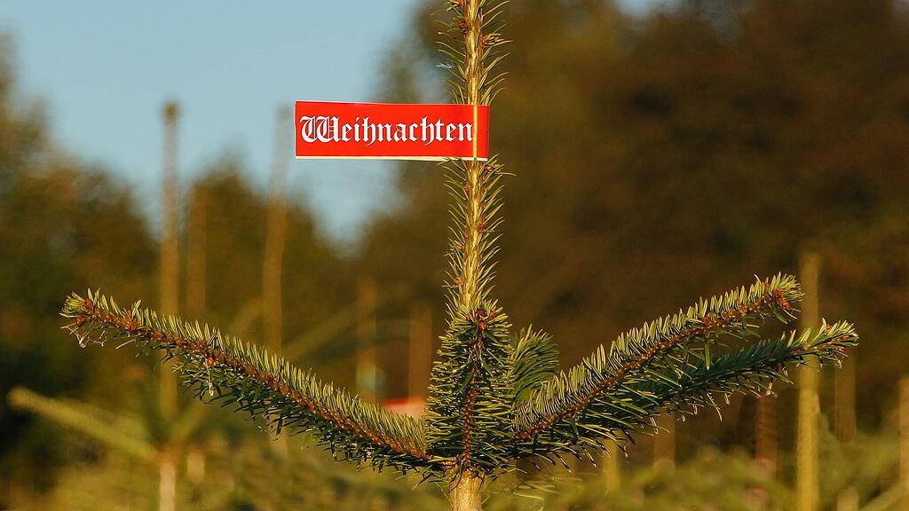 symb_christbaum symb_weihnachtsbaum