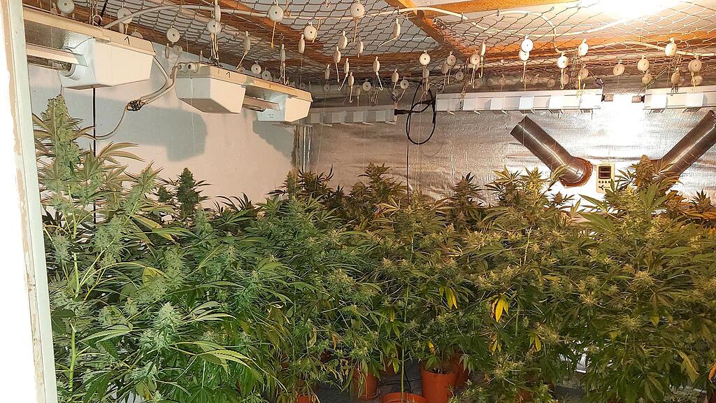 Cannabis-Plantage in Rosenheim aufgeflogen
