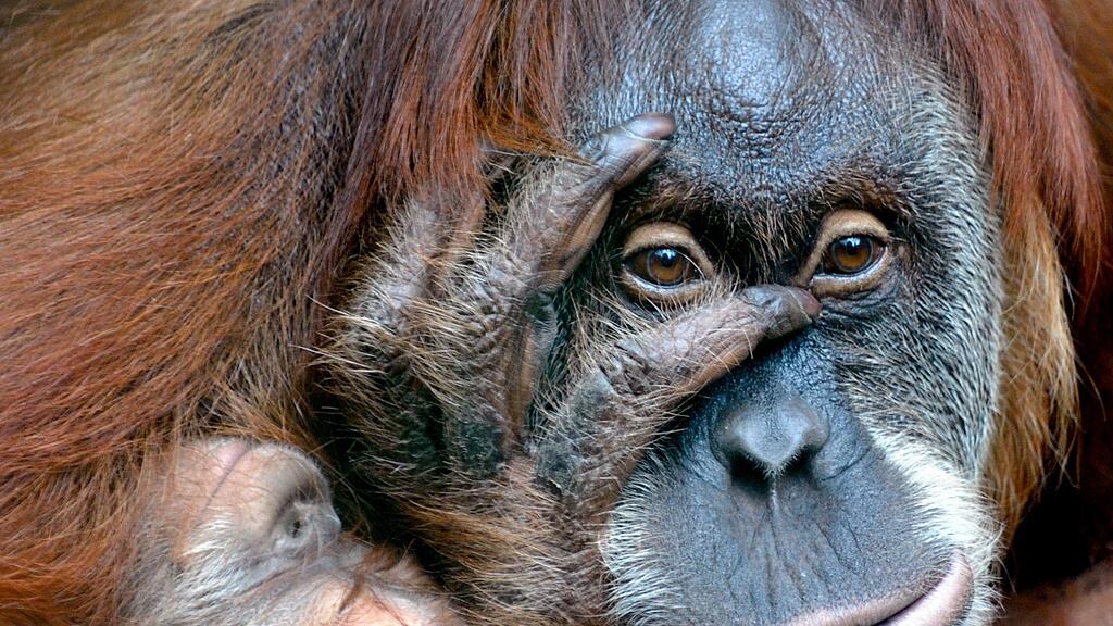 Mit Hilfe der britischen Orangutan Foundation seien die Kugeln entfernt worden, inzwischen gehe es dem Affen besser.