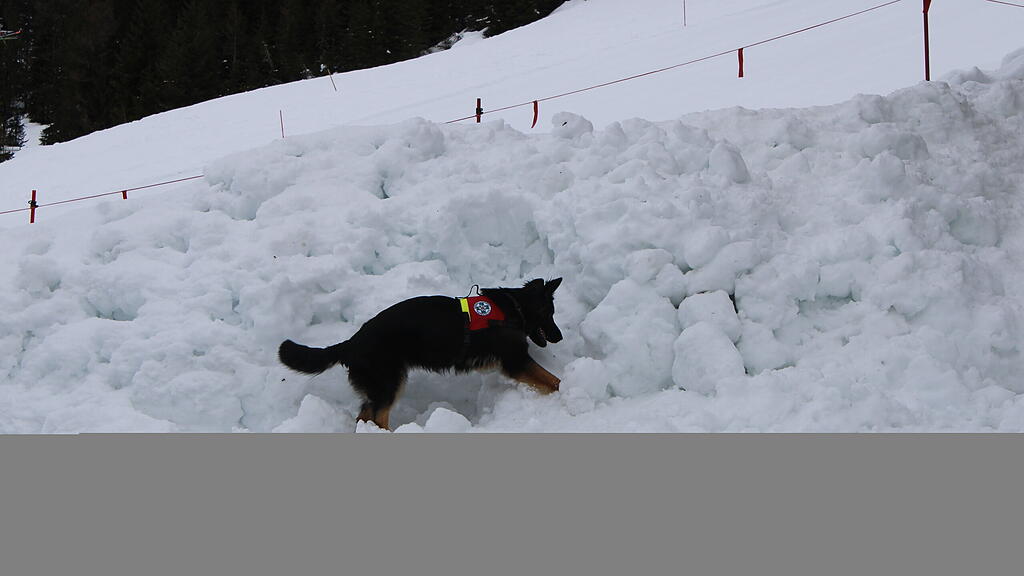 Lawinenhunde Bergrettung Training