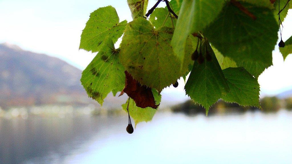 Goldener Herbst am Wolfgangsee