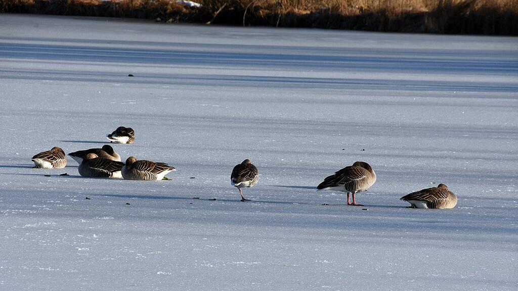 ENTEN