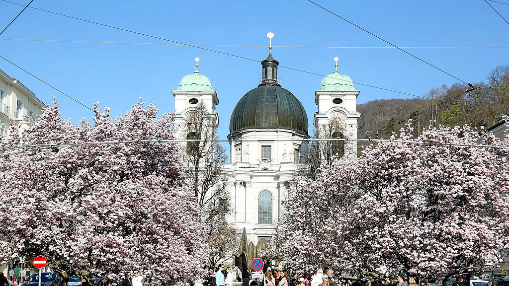 Blühende Magnolien in Salzburg