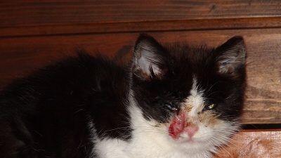 Die Katze wurde völlig verwahrlost am Mattsee aufgefunden.
