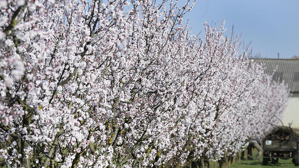 Kirschbäume
