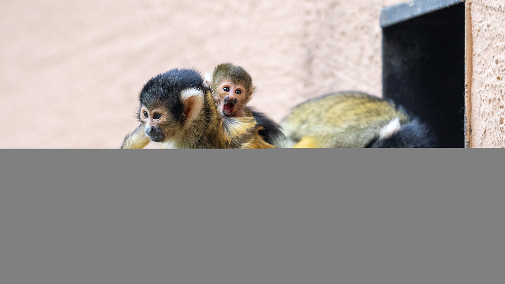 Totenkopfaffen Zoo Salzburg