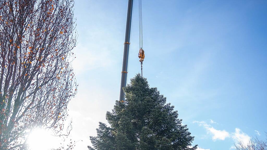 Christbaumernte in St. Jakob am Thurn