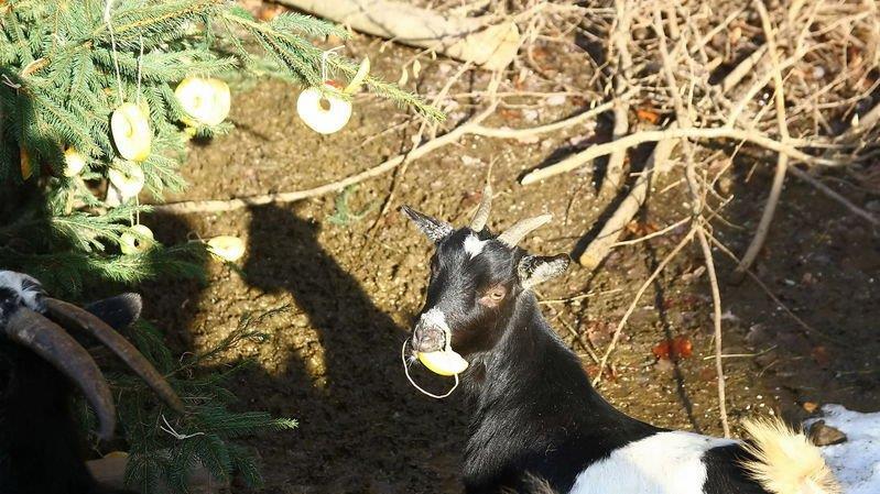 Weihnachten im Zoo