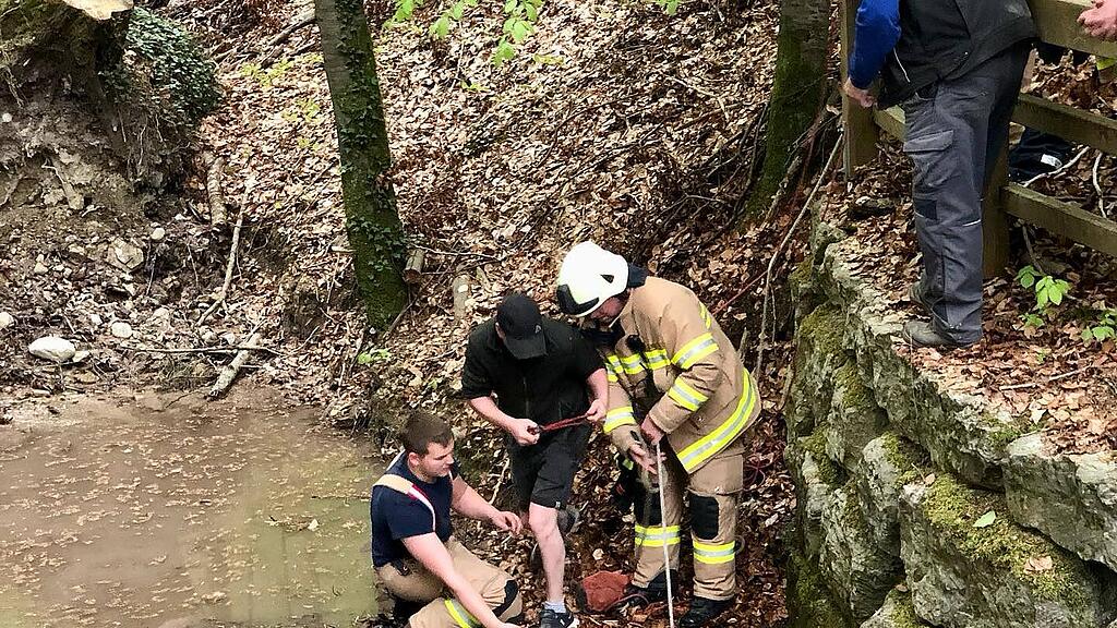 Feuerwehr Nußdorf rettet entlaufenes Kalb
