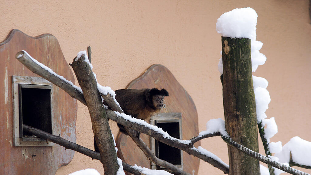 Zootiere Salzburg Winter