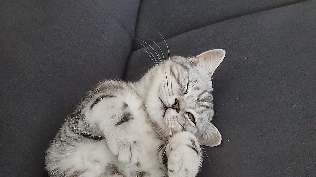 Weltkatzentag 2025