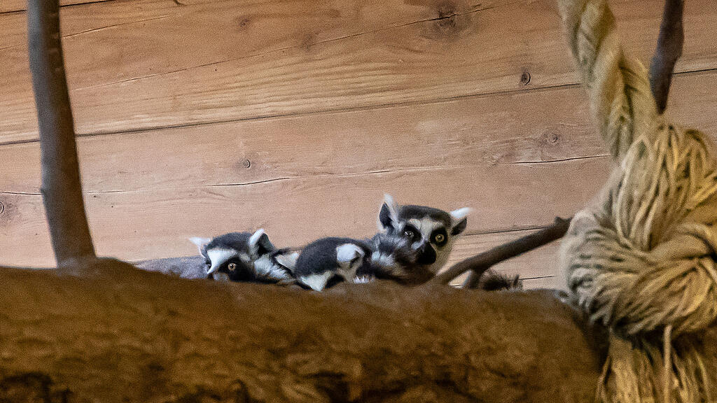 Frühlingserwachen im Zoo