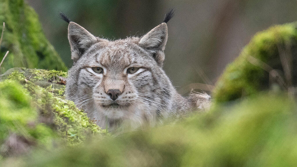 symb_luchs symb_luchse