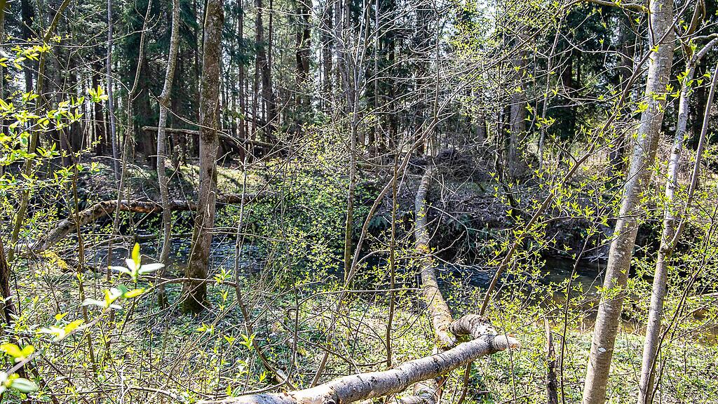 20190401_fmt_schaeden_nach_winterstuerme_mw1-16.jpg