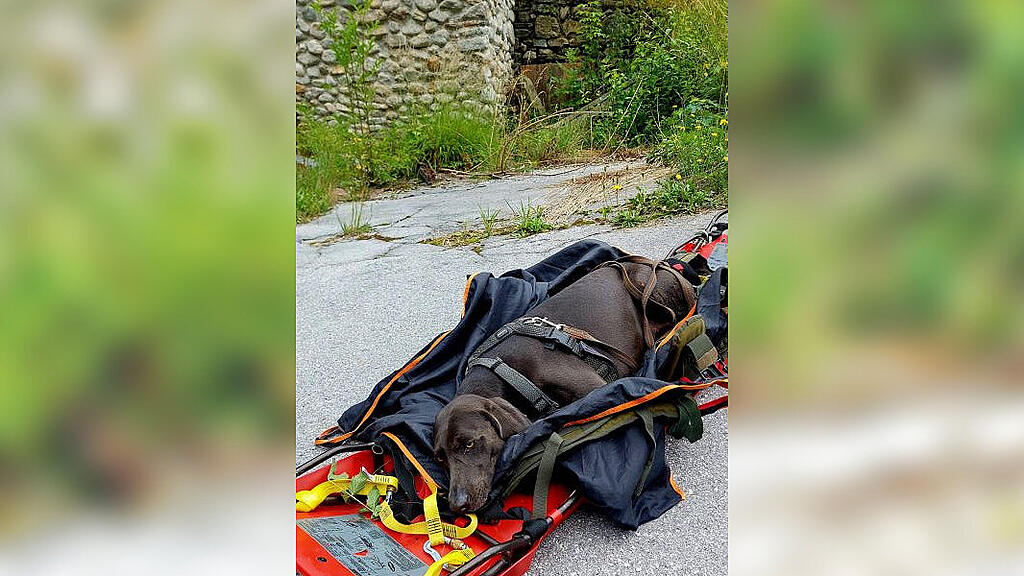 Bad Gastein: Abgestürzter Hund von Bergrettern gerettet