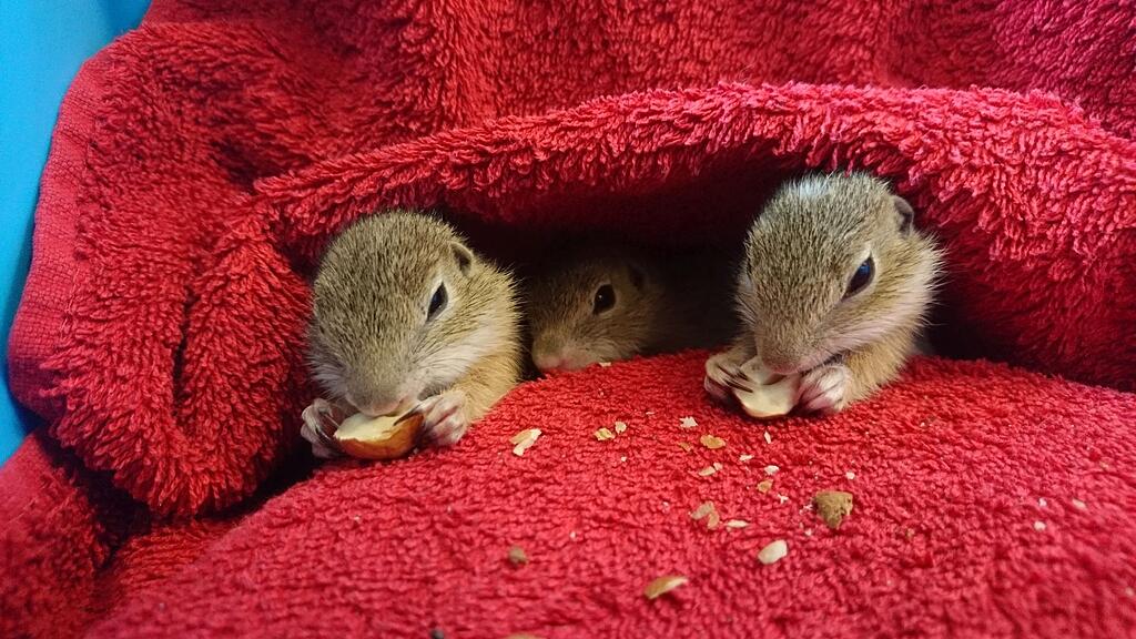 Zieselbabys