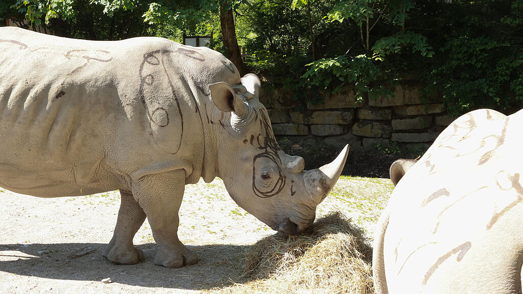 tierpflegerin_zoo20230613069.jpg