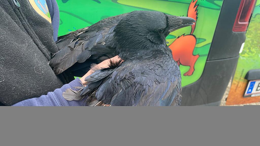 Krähe in Salzburg verstümmelt