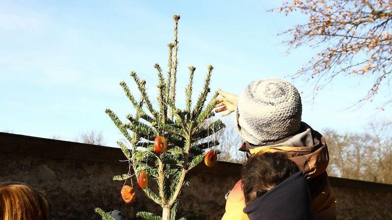 Warten aufs Christkind im Zoo, II