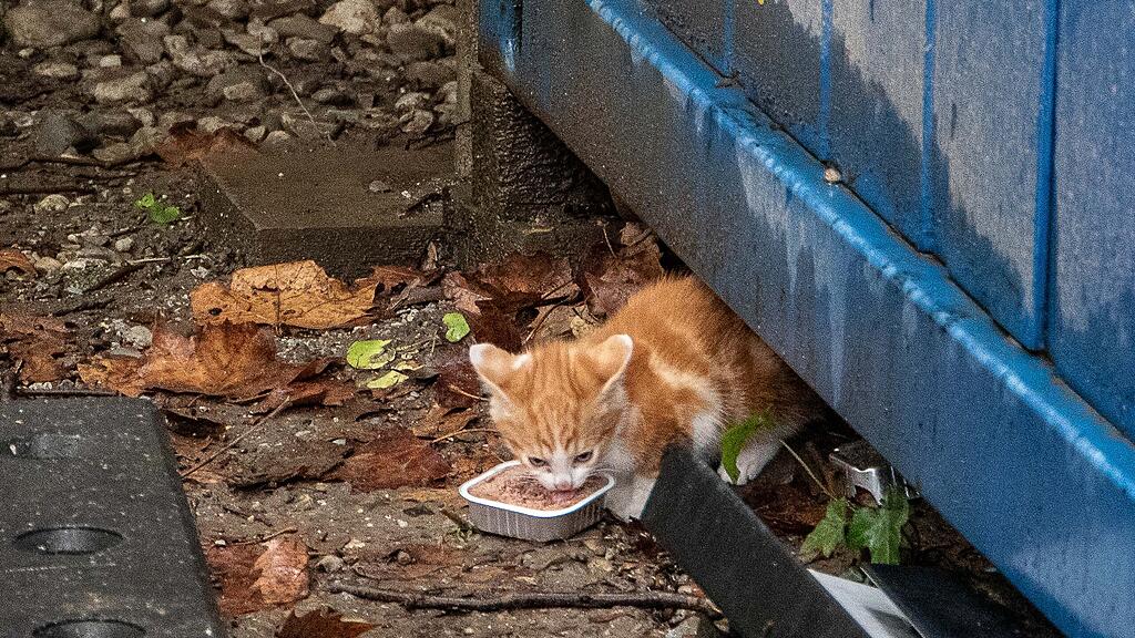 Katzenbabys auf der Parcelsus-Baustelle