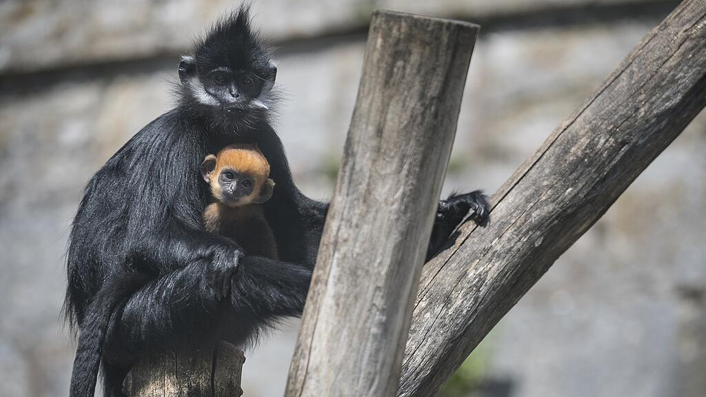 Affe Frankreich