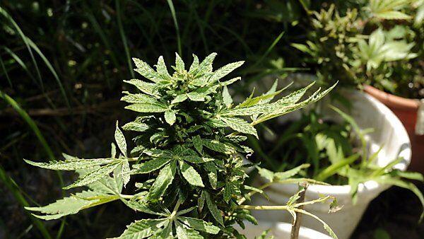 Pro Kopf sind 6 Cannabis-Pflanzen erlaubt