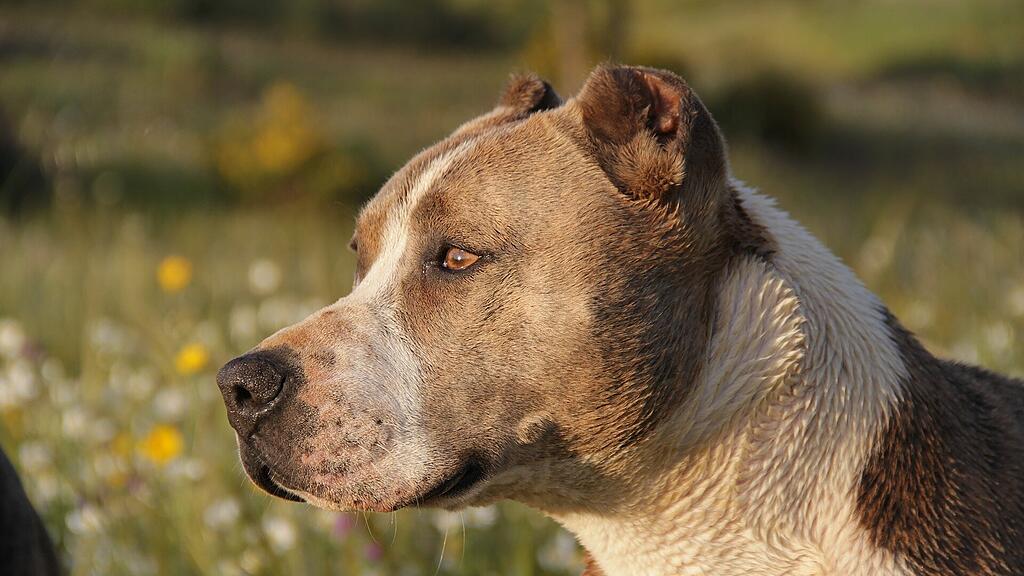 symb_pitbull