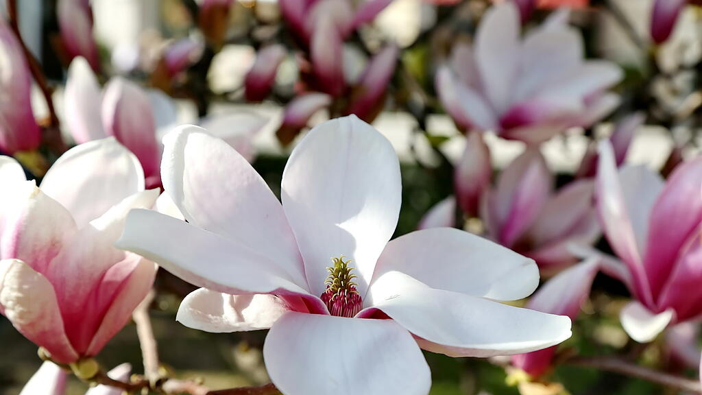 Blühende Magnolien in Salzburg