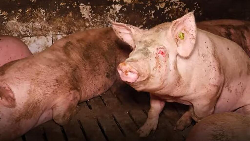 Schweinemastbetrieg_Kärnten